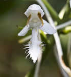 White fringed orchid